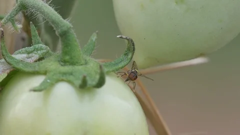 Fruit fly is laying eggs Stock Footage 107884452