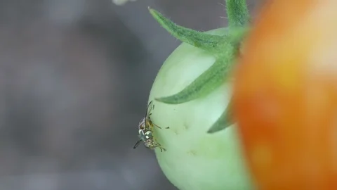 Fruit fly is laying eggs Stock Footage 108226932