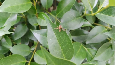 Fruit fly on a leaf 库存影片 272917929