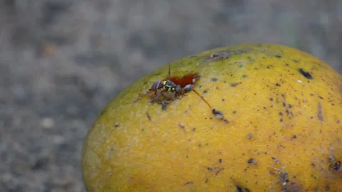A fruit fly on a Mango Stock Footage 311729280