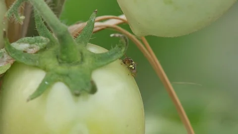 Fruit fly moving around the tomato Stock Footage 107885572