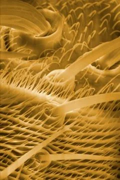 Fruit fly Foto stock