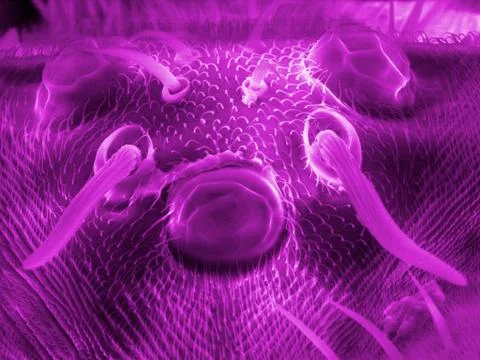 Fruit fly Stock Photos