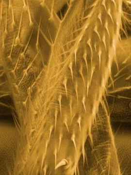 Fruit fly Stock Photos