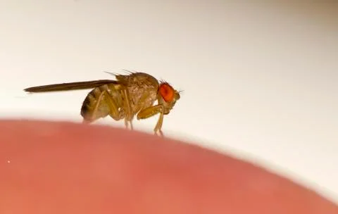 Fruit fly Stock Photos