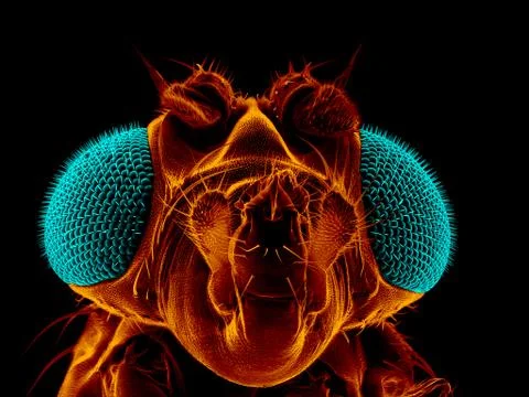 Fruit fly Foto stock