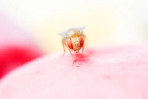 Fruit fly Stock Photos