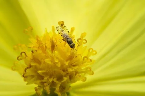 Fruit fly Stock Photos