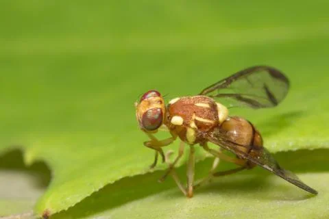 Fruit fly Stock Photos