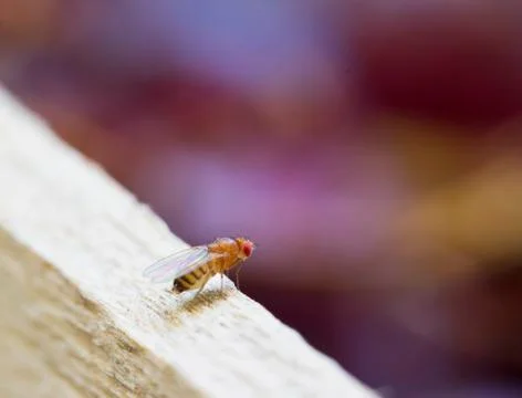 Fruit fly Stock Photos