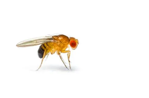 Fruit fly Stock Photos