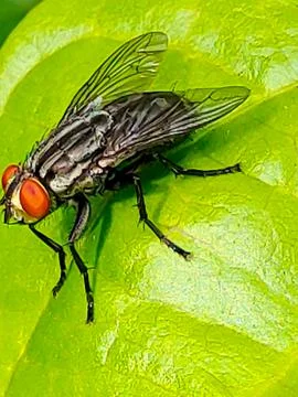 Fruit fly 스톡 사진