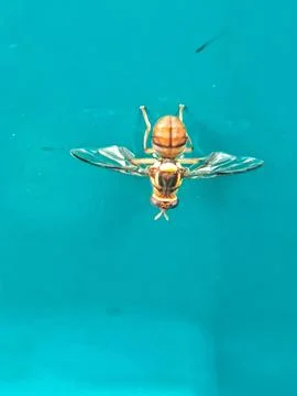 Fruit fly Stock Photos