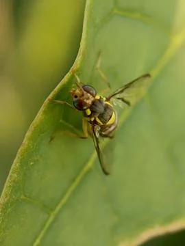 Fruit fly Fotos de archivo