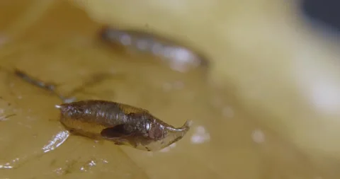 Fruit fly pupa stage of development Drosophila Stock Footage 197005697