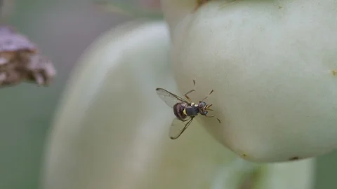 Fruit fly resting around the tomato Stock Footage 107885820