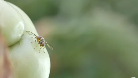 Fruit fly resting around the tomato 스톡 동영상 108228126
