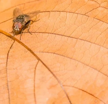 Fruit fly resting on brown leaf Stock Photos