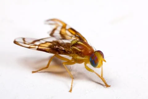 Fruit fly in white background - high detail Stock Photos