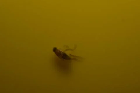 Fruit fly on yellow fly trap 스톡 사진