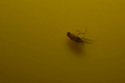 Fruit fly on yellow fly trap 스톡 사진