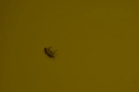 Fruit fly on yellow fly trap Stock Photos