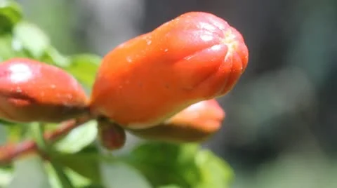 Fruit Video stock 10849829