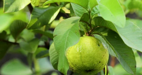 Fruit Stock Footage 250584511