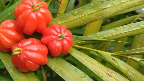 Fruit Stock Footage 289912050