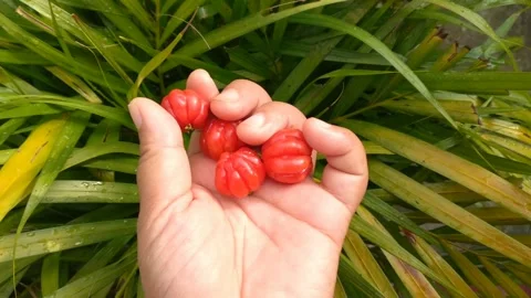 Fruit Stock Footage 289912062