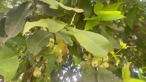 The fruit Stock Footage 294125291