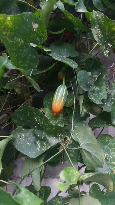 Fruit in Framing, Vertical 動画素材 297477915