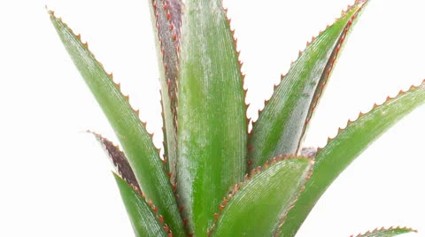 Fruit - fresh raw pineapple 库存影片 22920134