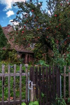 Fruit garden with apple tree Stock Photos