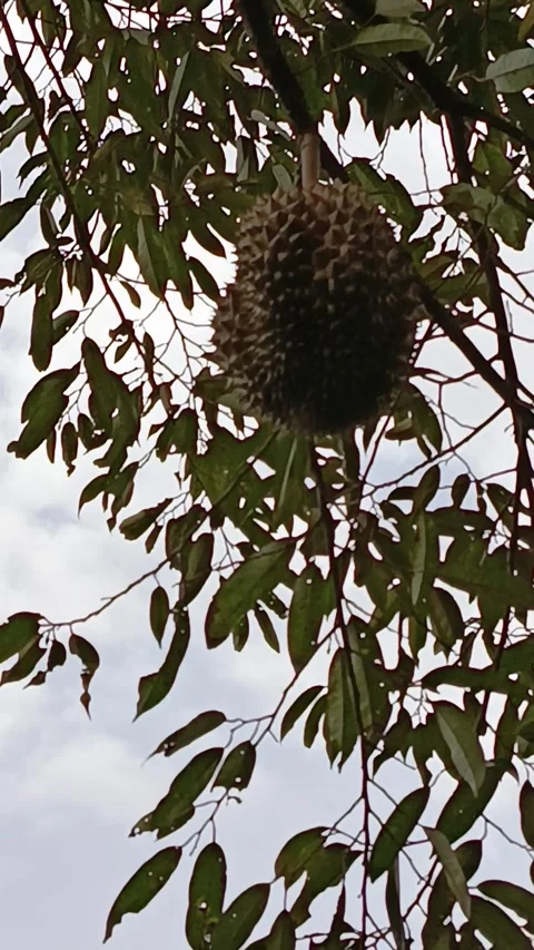 Fruit garden Stock Footage 272472424