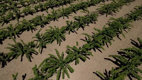 Fruit Garden Stock Footage 332907019