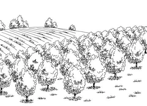 Fruit garden graphic black white landscape sketch illustration vector Stock Illustration