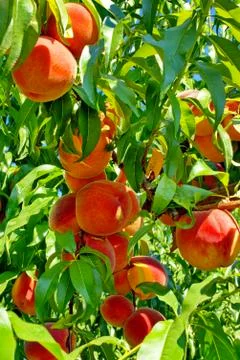 Fruit garden. peach tree. Stock Photos