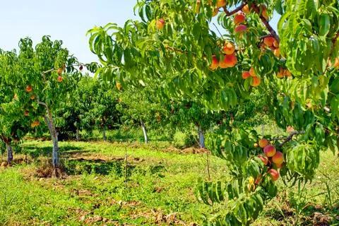 Fruit garden. peach tree. Stock Photos
