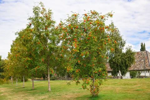 Fruit garden Stock Photos