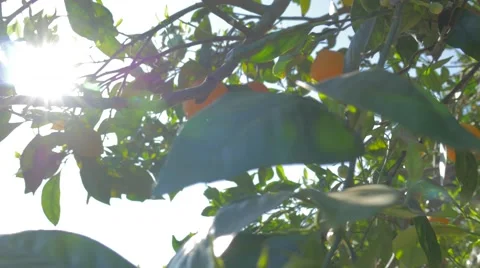  fruit garden tree Stock Footage 62890018