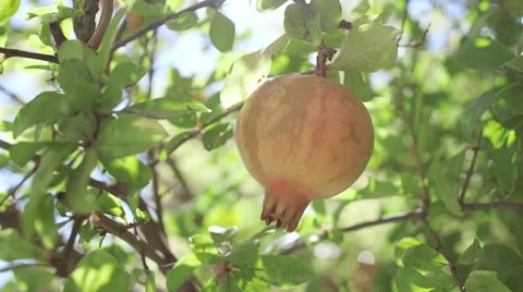 Fruit of a garnet tree Stock Footage 55889126