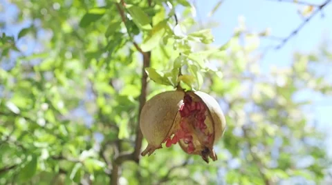 Fruit of a garnet tree Video stock 55890501