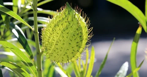 Fruit Of Gomphocarpus Fruticosus Stock Footage 125508321