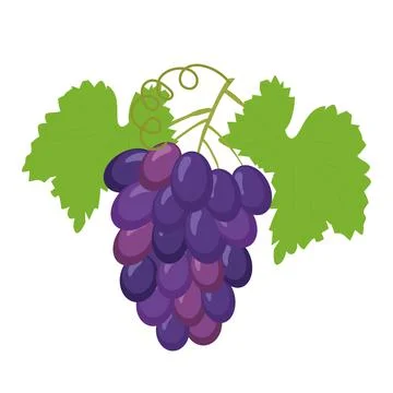 Fruit grape branch on white background, bunch of grapes Stock Illustration