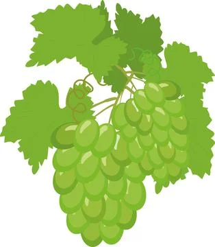 Fruit grape branch on white background, bunch of grapes Stock Illustration