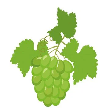 Fruit grape branch on white background, bunch of grapes Stock Illustration