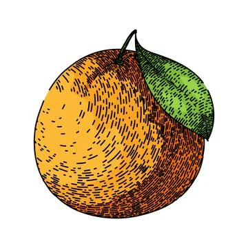 Fruit grapefruit red sketch hand drawn vector Stock Illustration