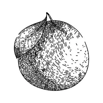 Fruit grapefruit red sketch hand drawn vector Stock Illustration