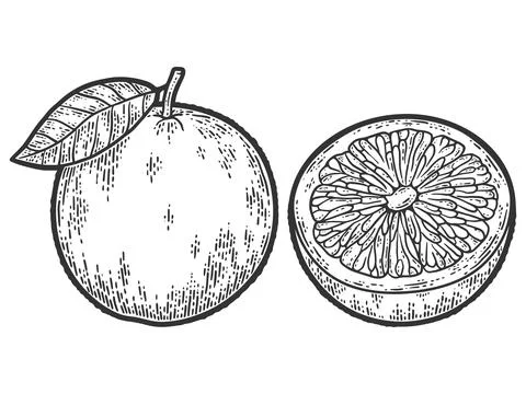 Fruit, grapefruit. Set whole half, cut. Sketch scratch board imitation. Stock Illustration